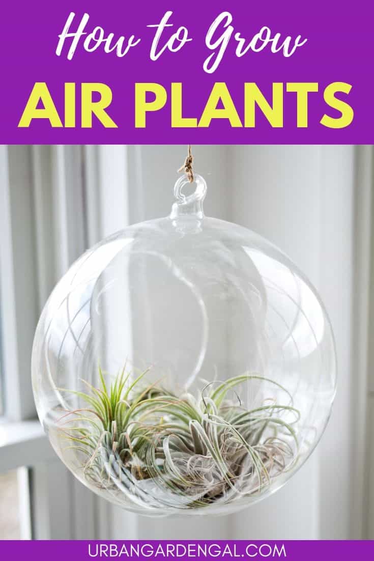 How to grow air plants