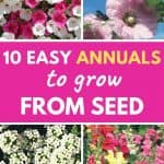 Easy annuals to grow from seed
