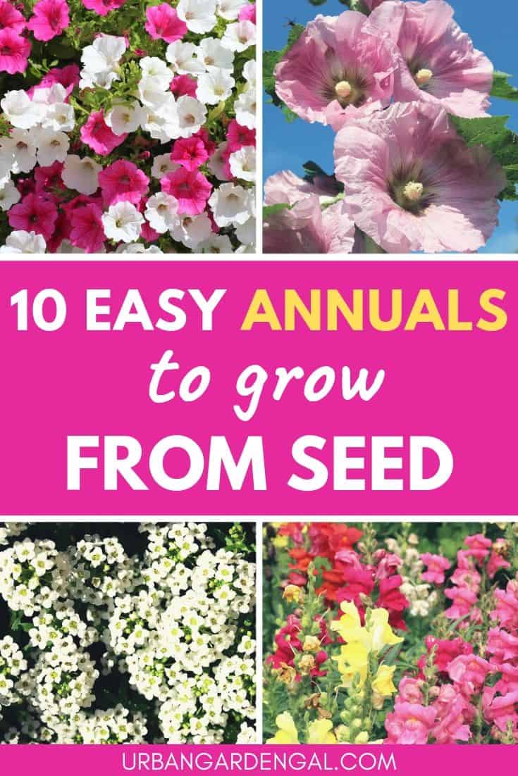 Easy annuals to grow from seed