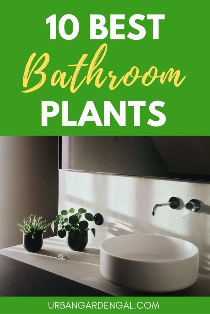 Best bathroom plants