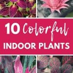 colorful indoor plants