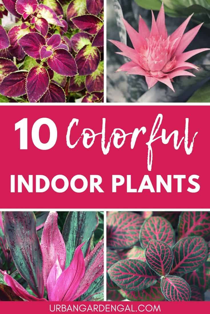 10 Colorful Indoor Plants