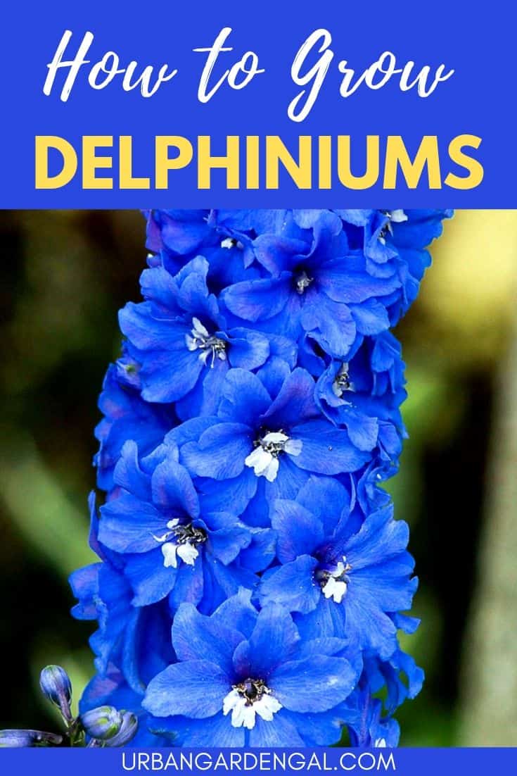 How to grow delphiniums