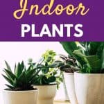 Easy Care Indoor Plants