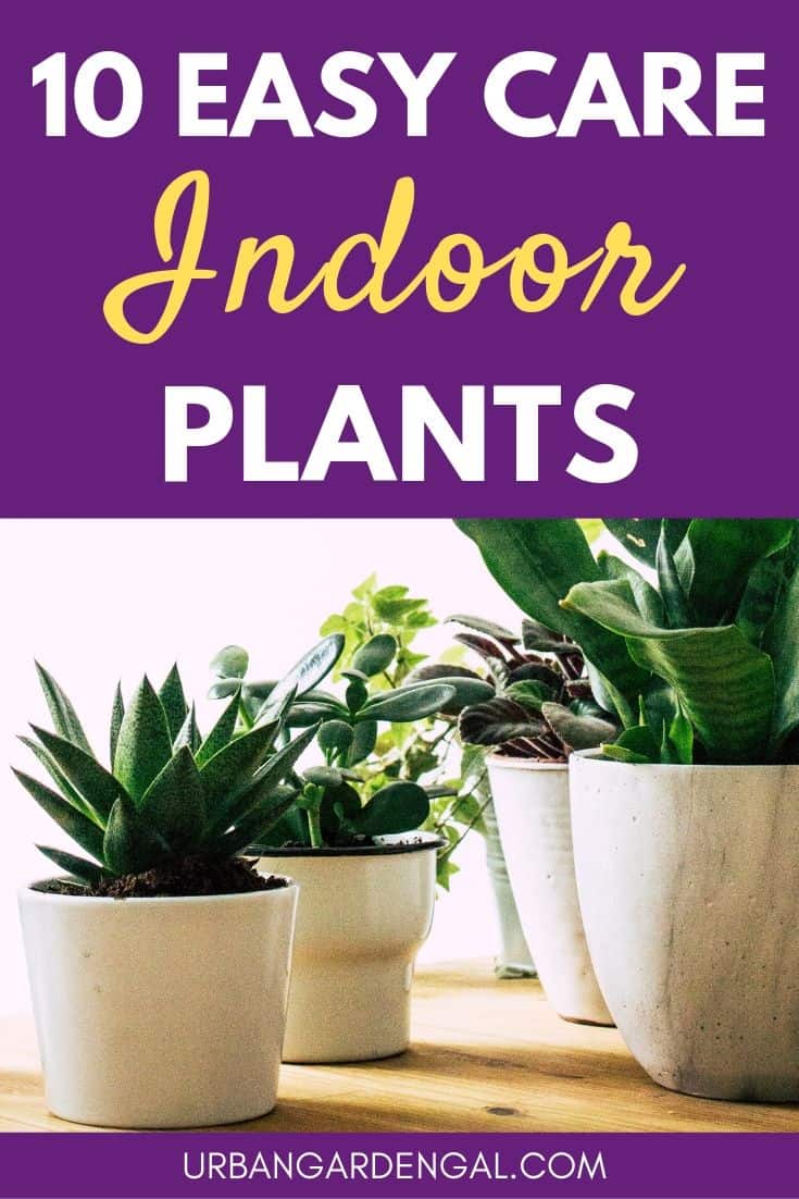Easy Care Indoor Plants