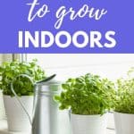 Best herbs to grow indoors