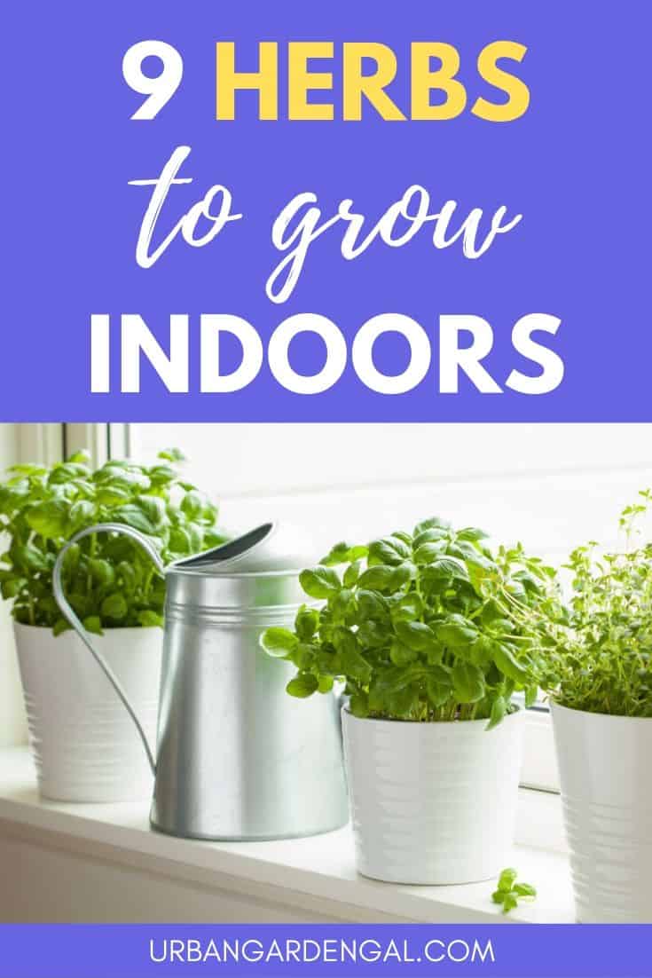 Best herbs to grow indoors