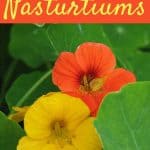 How to grow nasturtiums