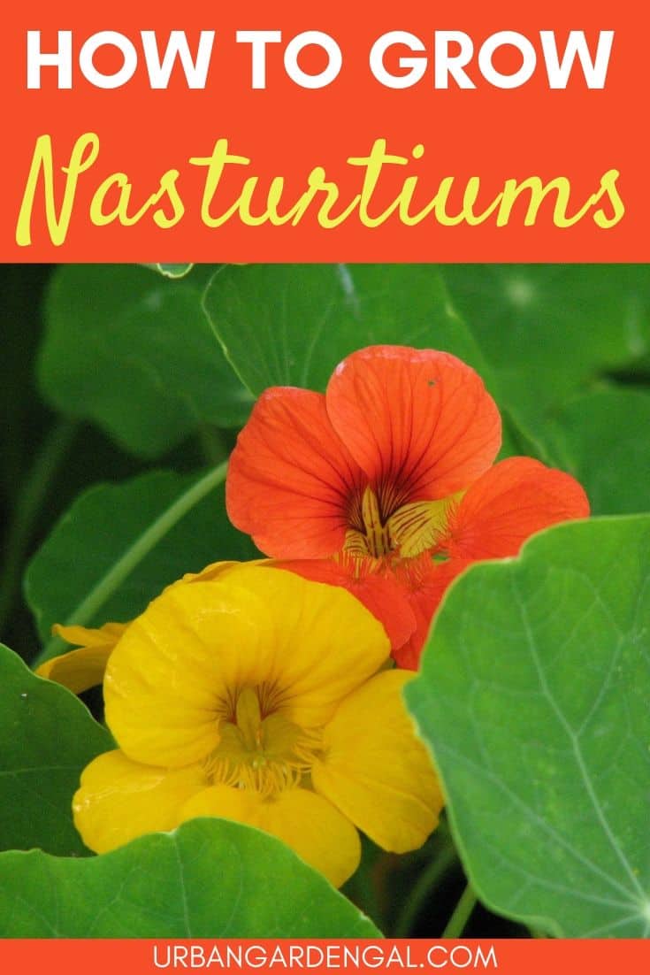 How to grow nasturtiums