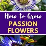 Growing passionflowers