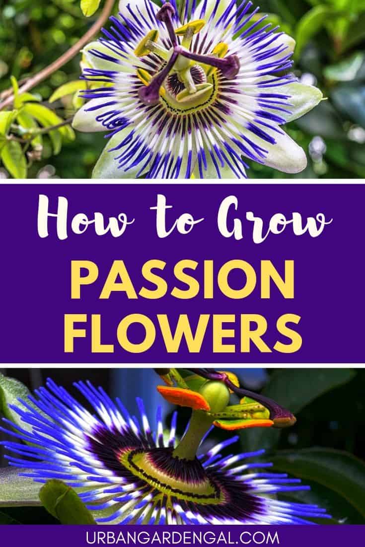 How to Grow Passion Flowers