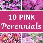 Pink perennial flowers