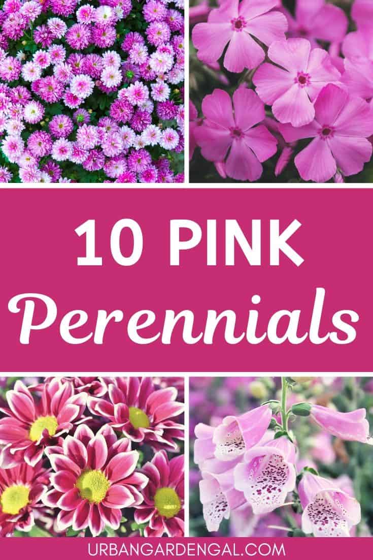 10 Pink Perennials