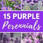 Purple perennial flowers