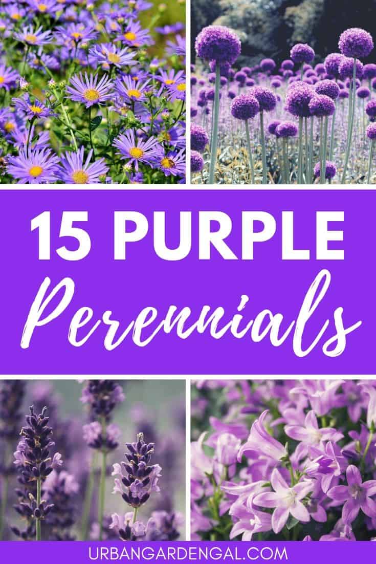 Purple perennial flowers