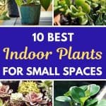 Indoor plants for small spaces