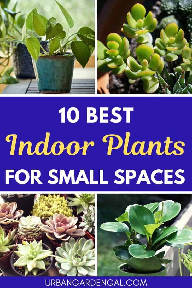 Indoor plants for small spaces