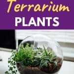 Best terrarium plants