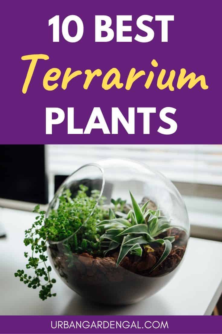 Best terrarium plants