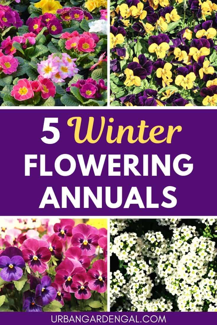 Best winter flowering annuals