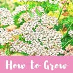 How to grow yarrow