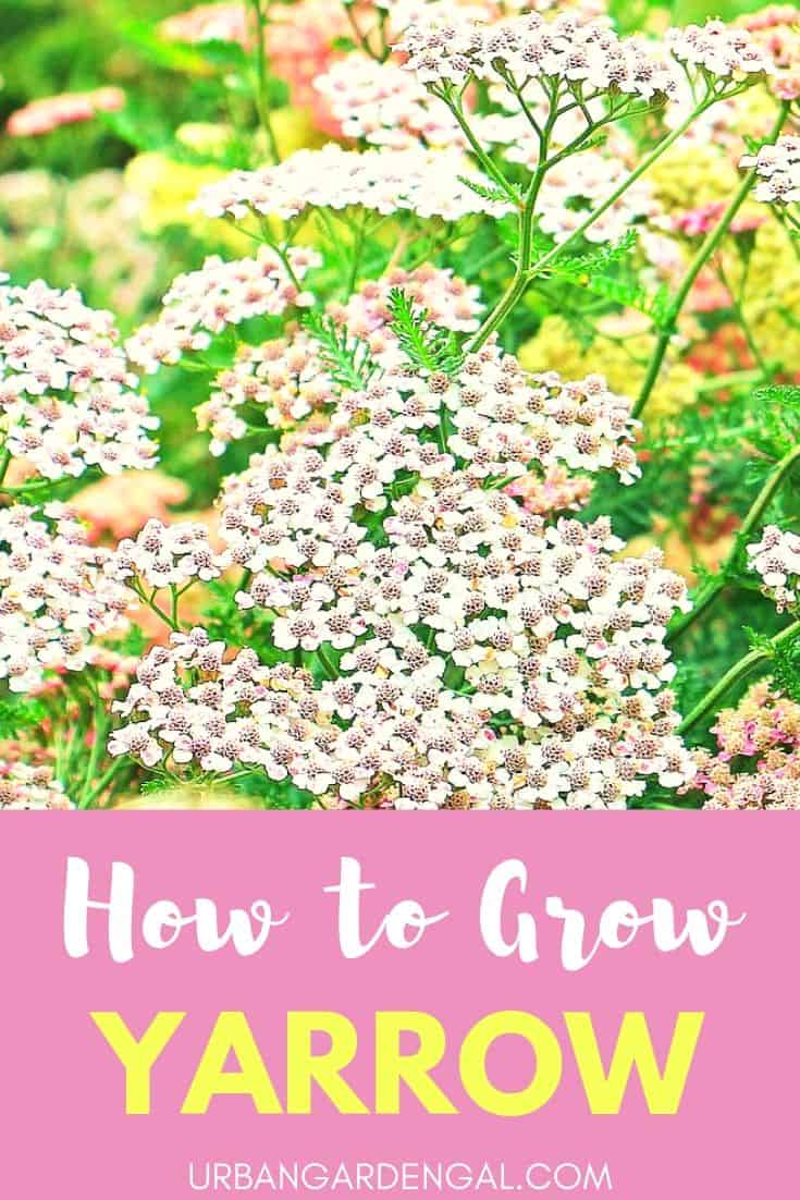 How to Grow Yarrow - Urban Garden Gal