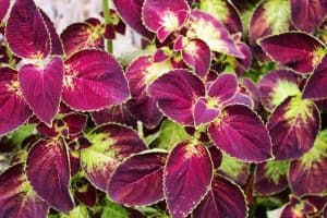 Read more about the article 10 Colorful Houseplants