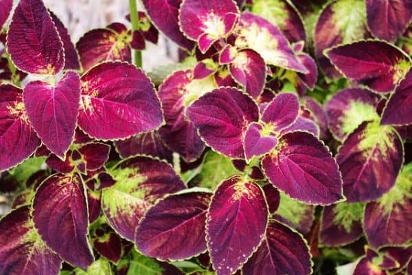 Colorful coleus leaves