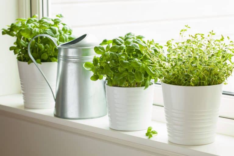 Read more about the article 9 Best Herbs to Grow Indoors