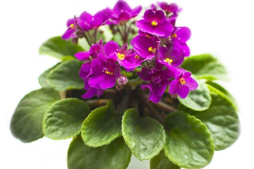 Small African violet plant