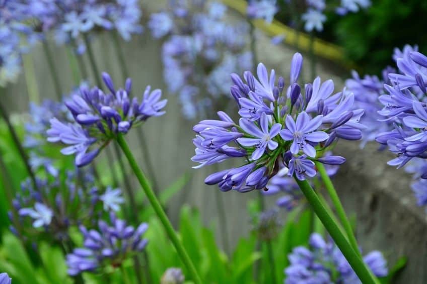 Agapanthus