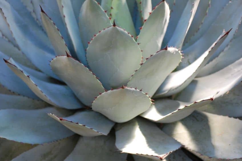 Agave plant