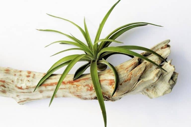 Read more about the article How to Grow Air Plants (Tillandsia)