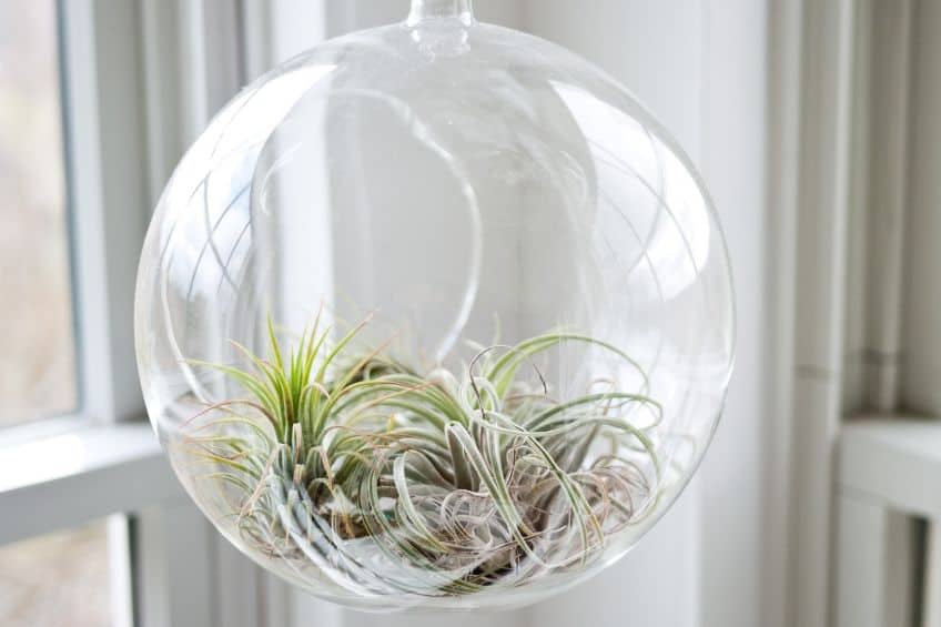 Air plant terrarium