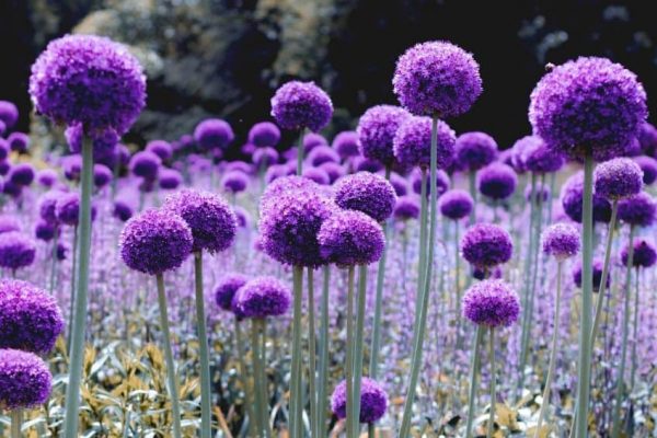 Allium millenium