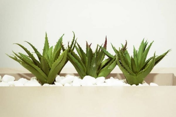 Aloe vera