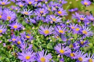 Read more about the article 15 Purple Perennial Flowers