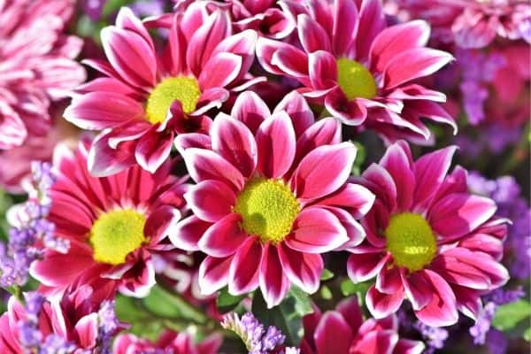 Pink Aster Flowers