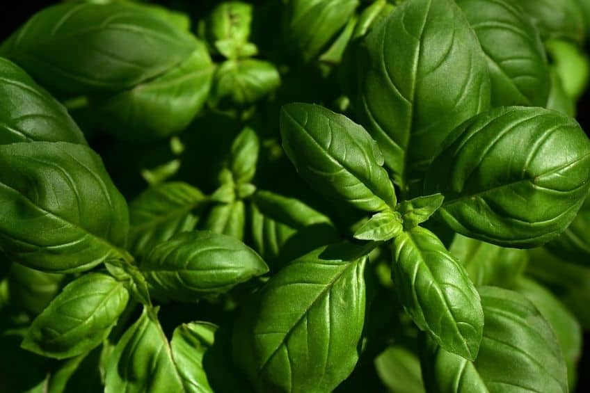 Basil herb