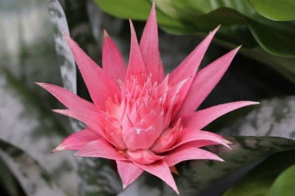 Colorful bromeliad flower