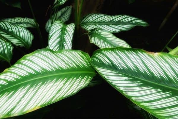 striped plant