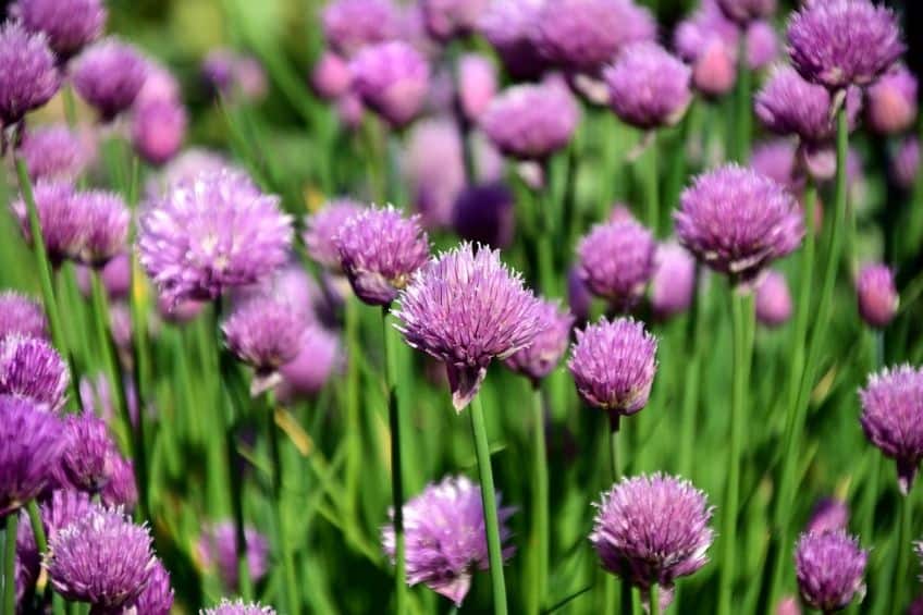 Chives