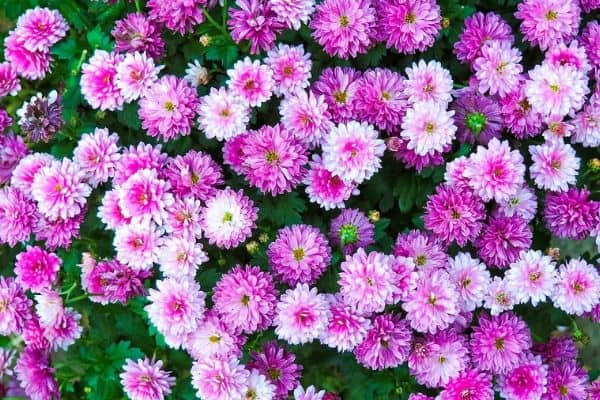 Pink Chrysanthemum Flowers