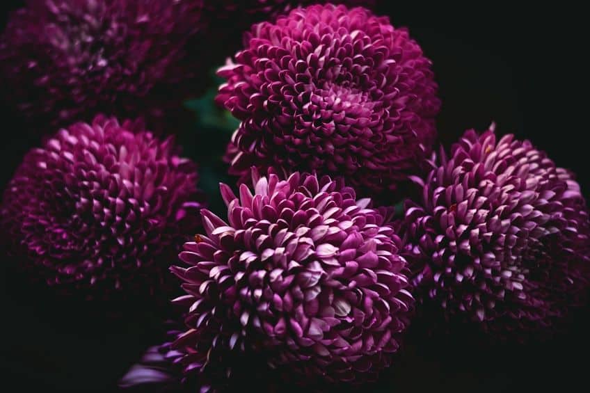 Chrysanthemum