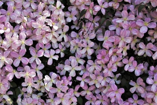 Pink perennial clematis