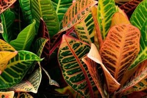 Read more about the article 10 Colorful Houseplants