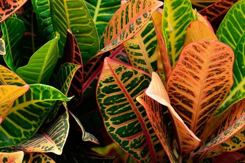 Croton plant