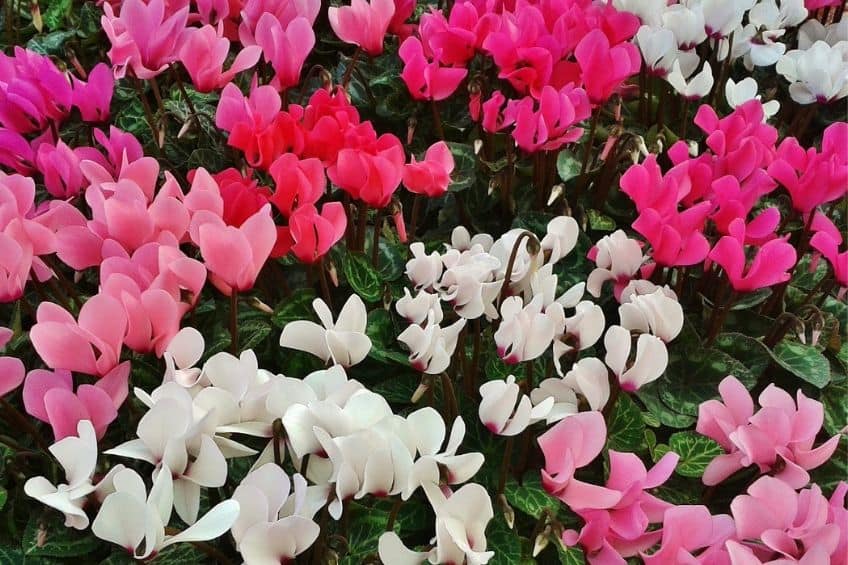 Cyclamen