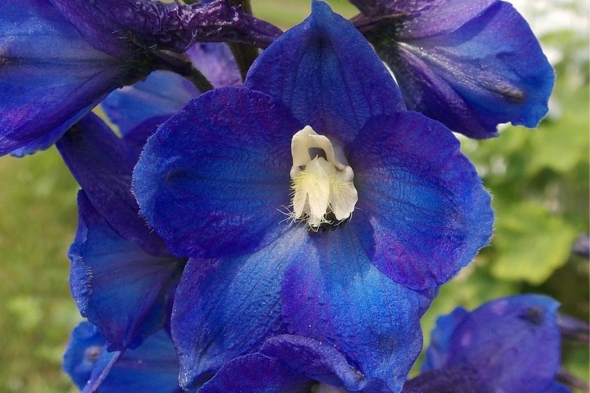 How to grow delphinium perennials