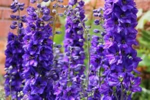 Read more about the article How to Grow Delphinium Flowers
